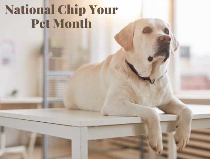 when should you chip your dog